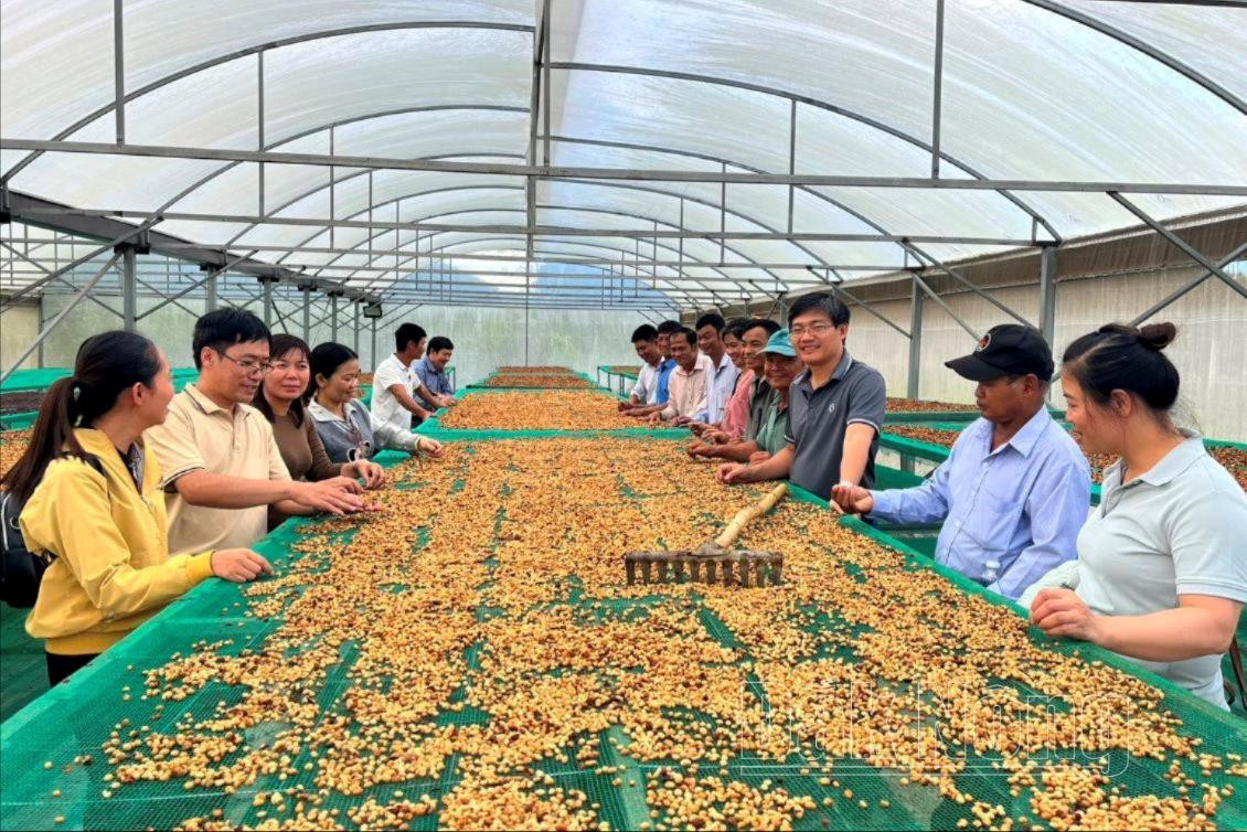 Các mô hình sản xuất nông nghiệp ứng dụng công nghệ cao ở Đắk Nông còn ít (Ảnh: Văn Tâm)