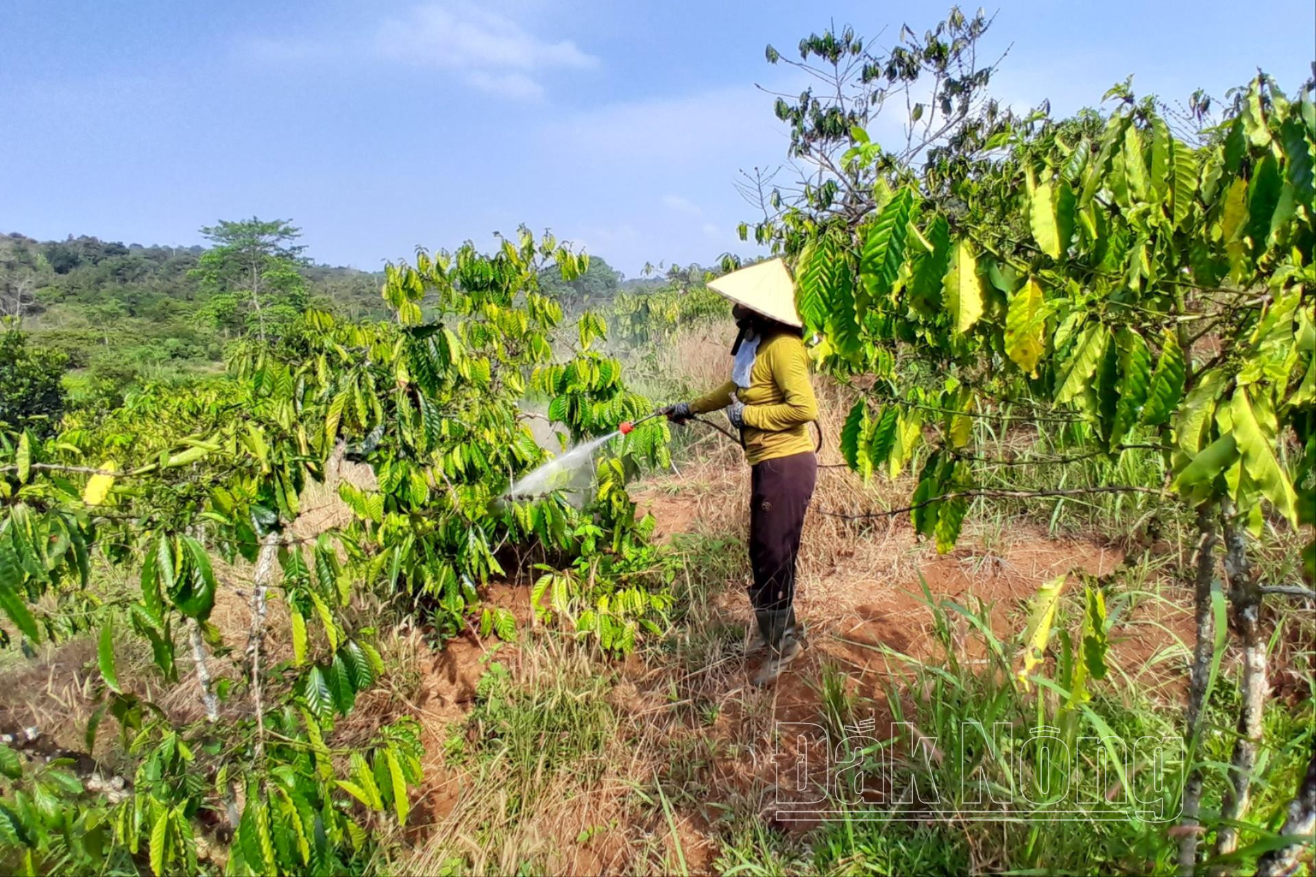 Người dân xã Thuận Hà (Đắk Song) phòng bệnh rệp sáp cho vườn cà phê