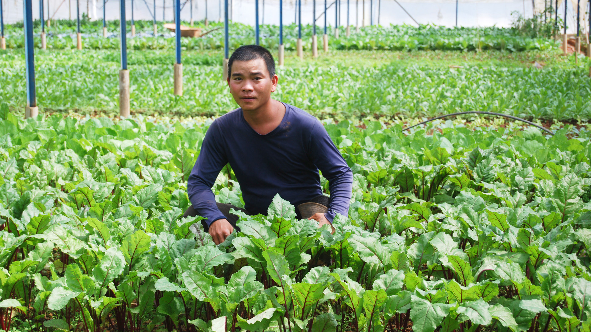  Mỗi năm phân loại gần 2,7 triệu tấn phụ phẩm, chất thải từ sản xuất, chăn nuôi,sơ chế, chế biến nông sản trong tỉnh Lâm Đồng