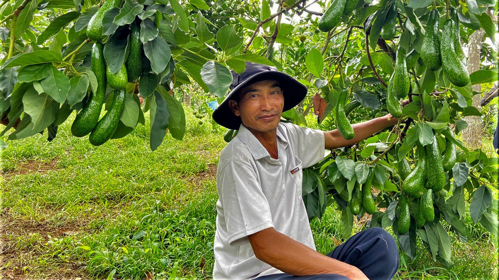 Nhiều nông hộ ở Lâm Đồng đã nghiên cứu, tác động các giải pháp kỹ thuật chuyển đổi thời gian thu hoạch sản phẩm bơ từ chính vụ sang trái vụ, đạt giá trị kinh tế cao hơn