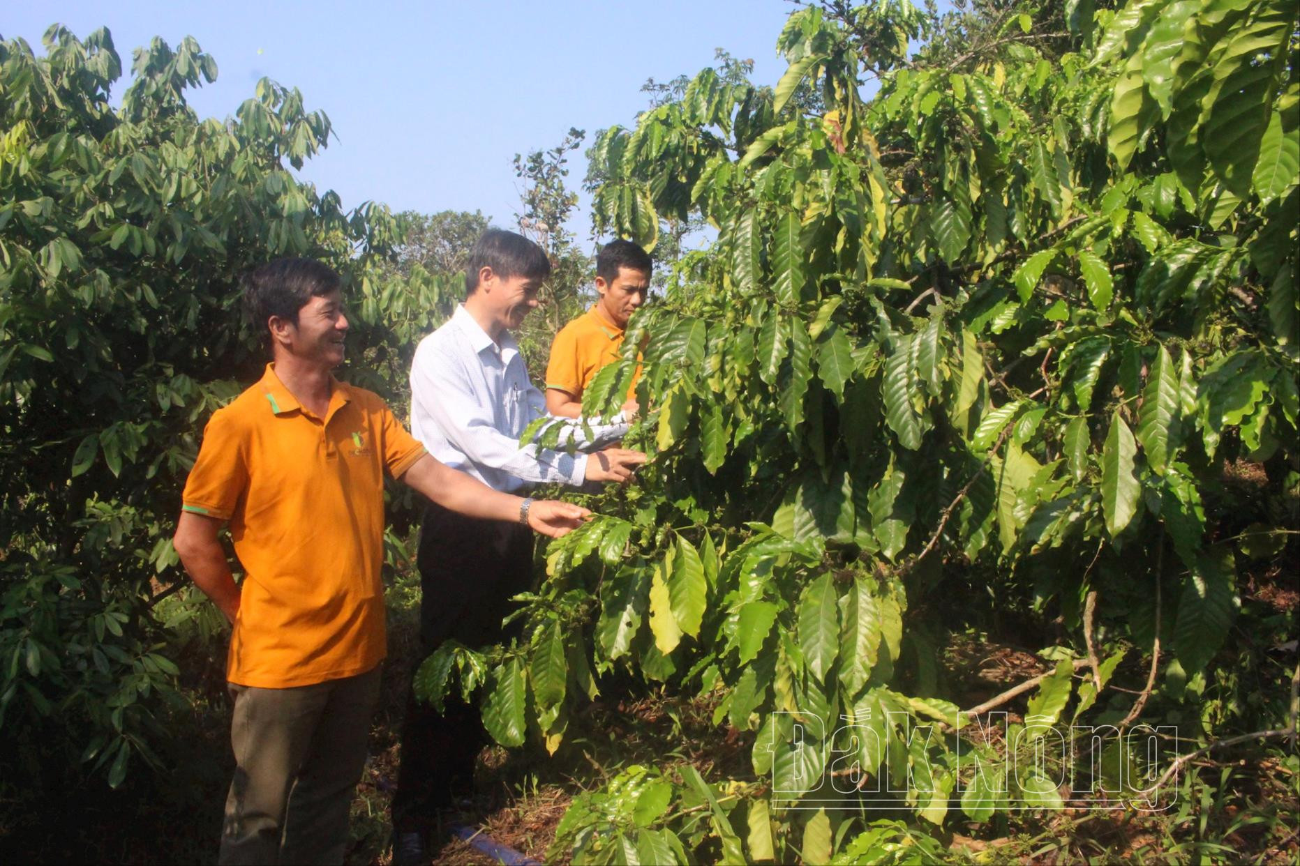 Vườn cà phê hữu cơ của thành viên HTX Bechamp Đắk Nông