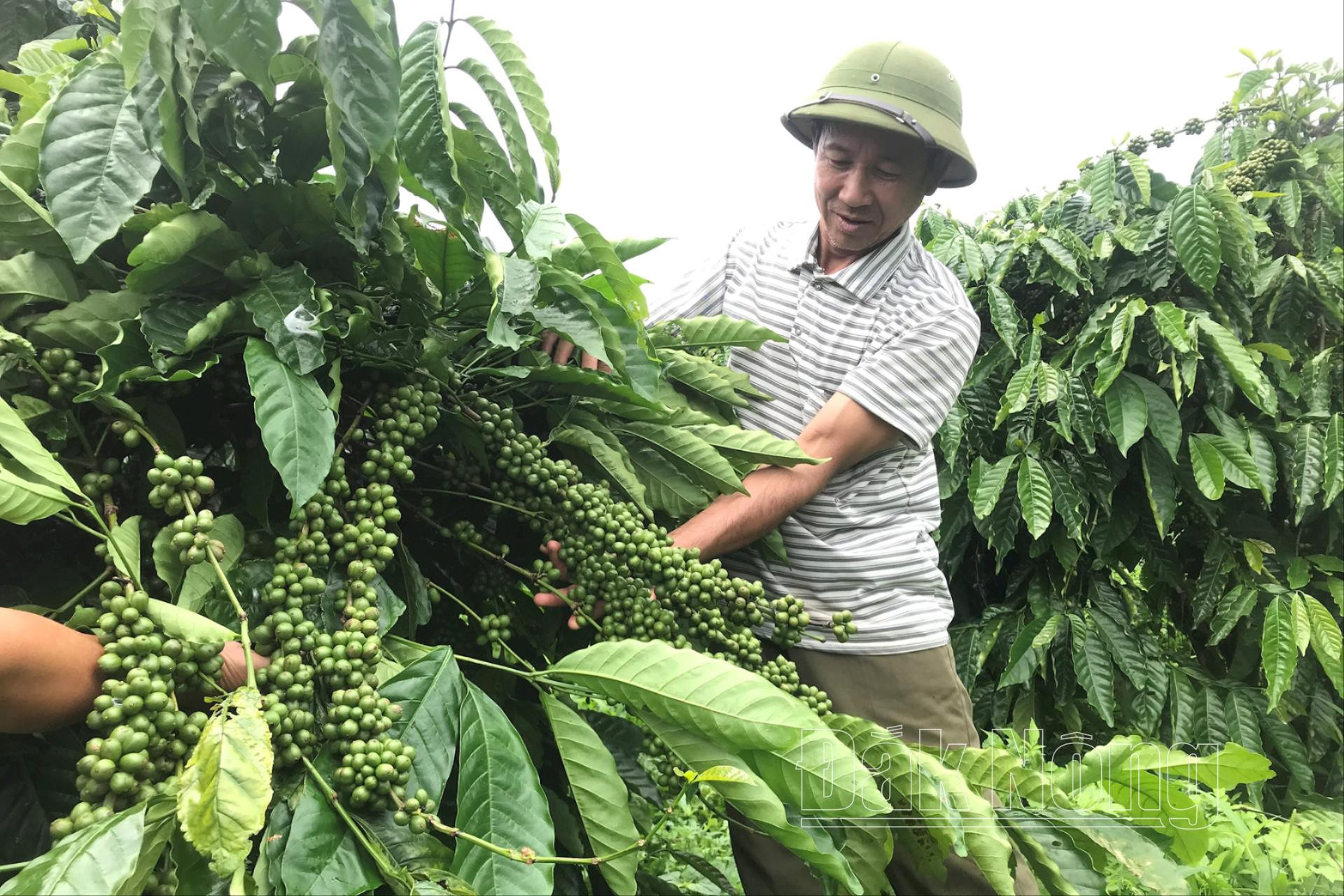 Sử dụng giống mới để tái canh giúp vườn cà phê của gia đình ông Trần Văn Cường ở xã Thuận An (Đắk Mil) đạt năng suất, chất lượng cao