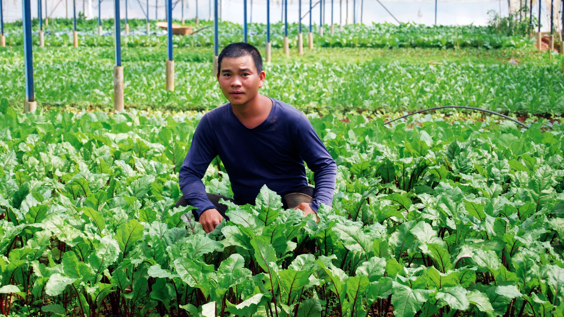 Chuỗi liên kết của Công ty TNHH Nông sản Tổ hợp tác Hiếu Linh với diện tích 11,5 ha sản xuất loại rau, củ, quả hữu cơ, đạt tổng sản lượng khoảng 230 tấn/năm