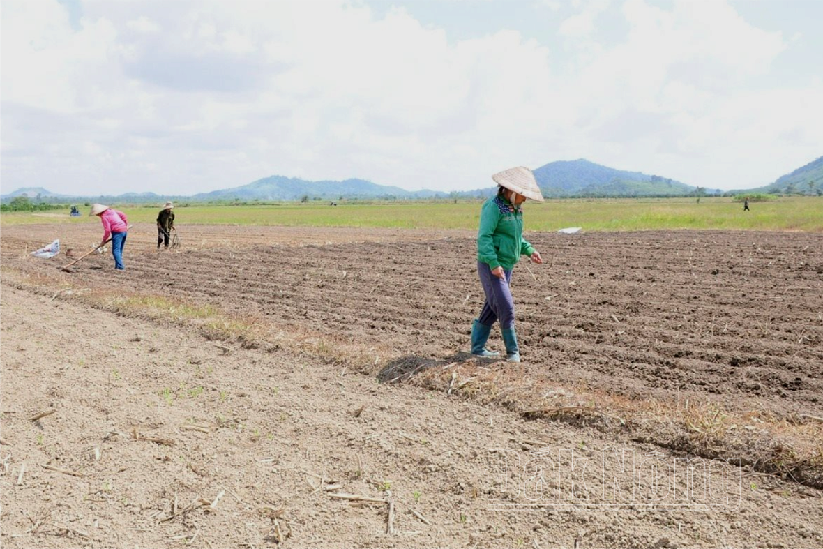 Người dân gieo trồng bắp trên cánh đồng Đắk Rền