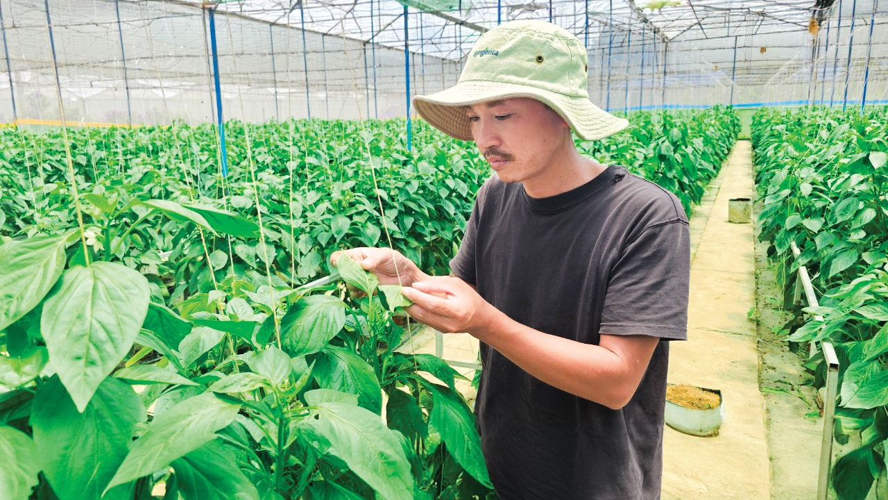 Anh Phí Văn Thìn nuôi thiên địch để diệt các sinh vật gây hại cho cây trồng,đảm bảo sản phẩm sạch, an toàn sức khỏe cho người tiêu dùng