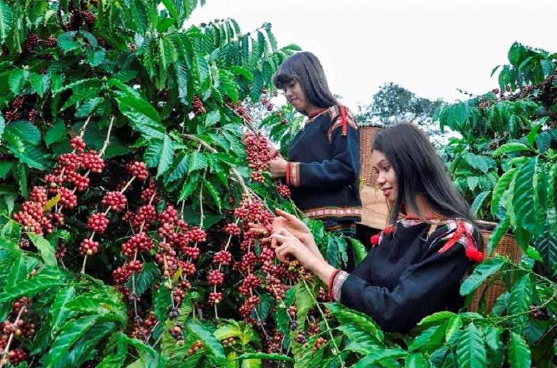 Giá cà phê trong nước tăng “phi mã”, giá xuất khẩu lập kỷ lục mới - Nhịp sống kinh tế Việt Nam & Thế giới