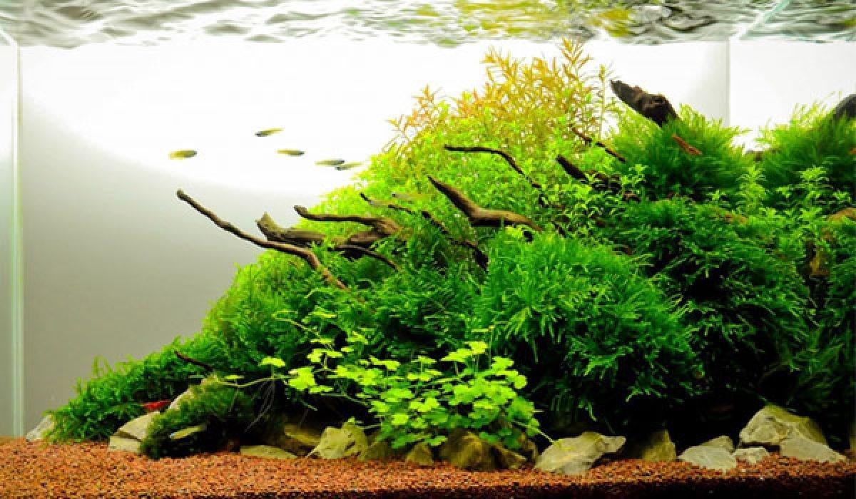 Chơi Cá Cảnh - Phong cách tự nhiên trong trường phái thuỷ sinh - Nature Aquarium