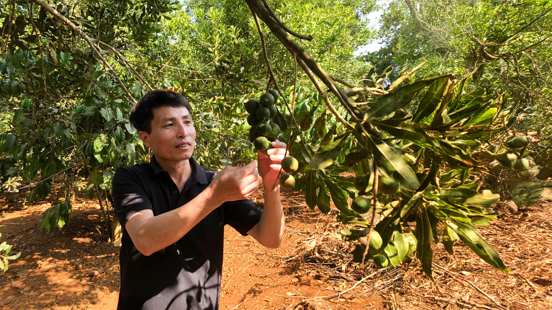 Liên kết với nông dân đảm bảo chất lượng xây dựng sản phẩm OCOP 5 sao