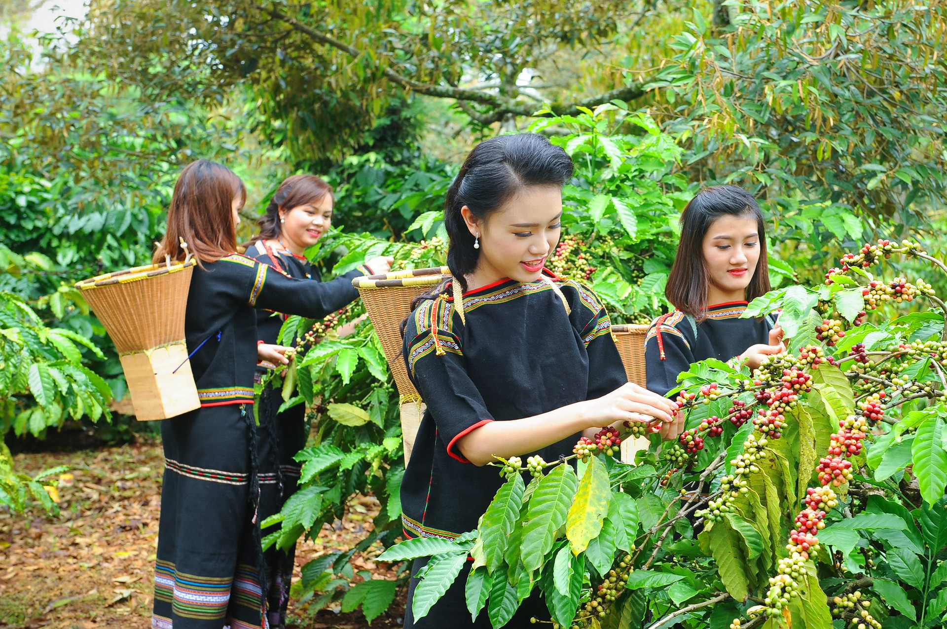Vị trí trồng cà phê ảnh hưởng thế nào đến chất lượng