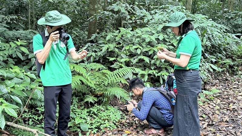 Các chuyên gia khảo sát, thu thập mẫu các loại cây thuốc tại Vườn quốc gia Cúc Phương.