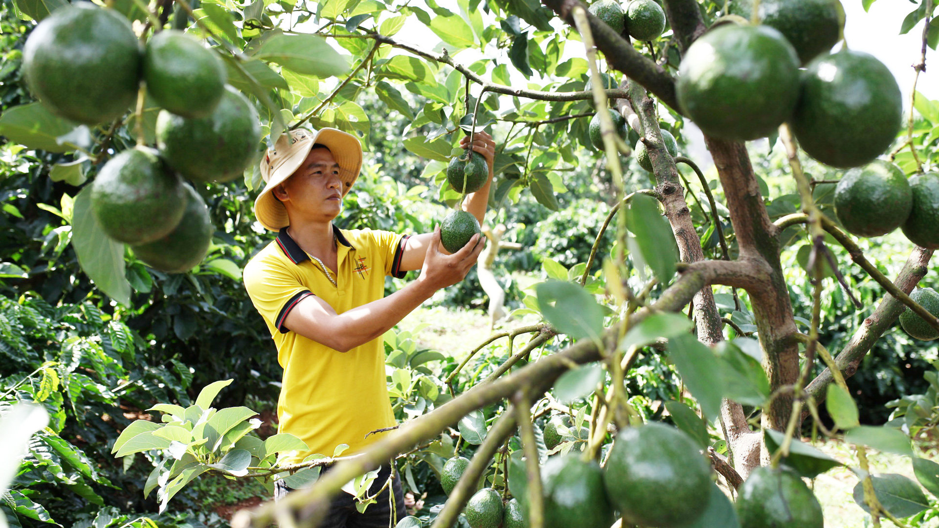 Trong 5 năm trở lại đây, giá bơ các loại có xu hướng giảm qua từng năm khiến người nông dân vô cùng lo lắng
