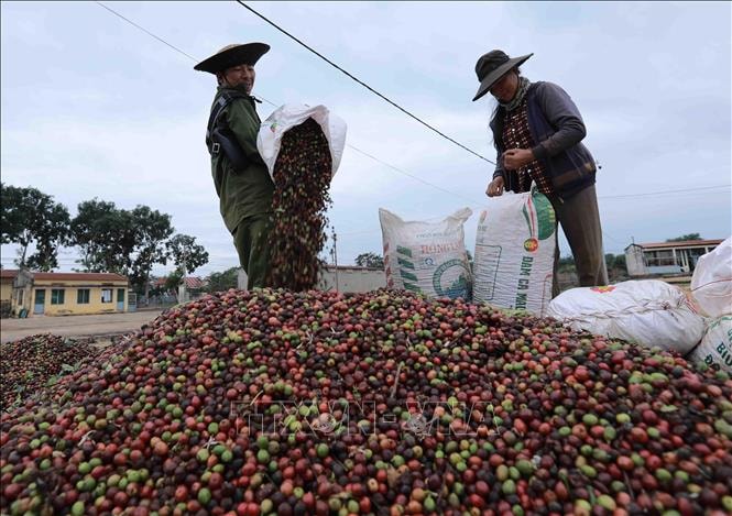 Giá cà phê liên tục thiết lập kỷ lục mới | baotintuc.vn