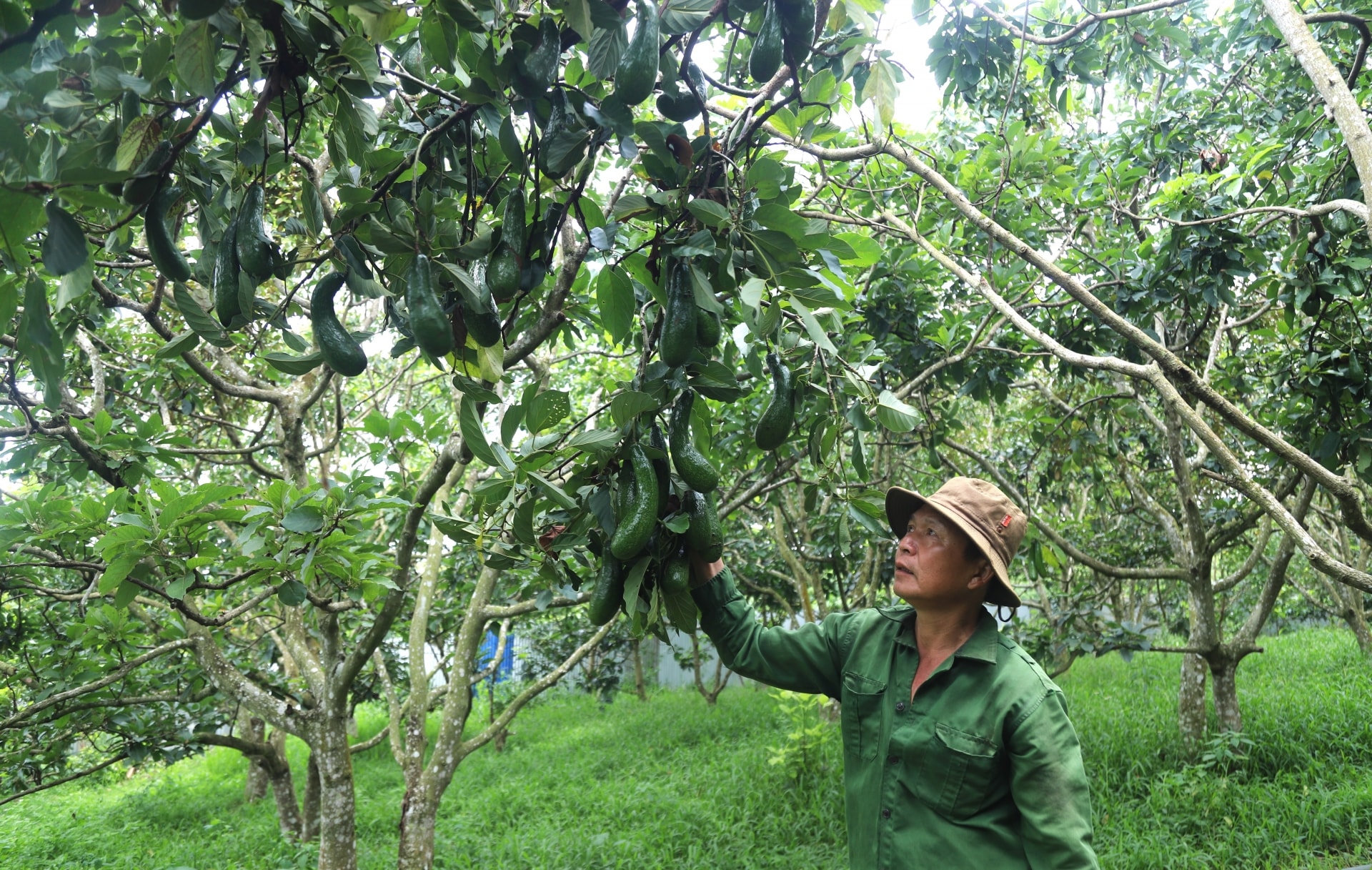 Vườn bơ 034 Viet GAP 1,5 ha của gia đình ông Dương Mạnh Đô (xã Lộc An, huyện Bảo Lâm) chỉ bán được giá 8.000 đồng/kg bơ loại 1