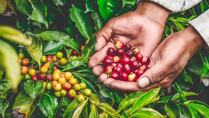 Giá cà phê hôm nay 6/3: Vượt mốc 86.000 đồng/kg, nông dân lãi đậm hơn 200 triệu đồng/ha cà phê