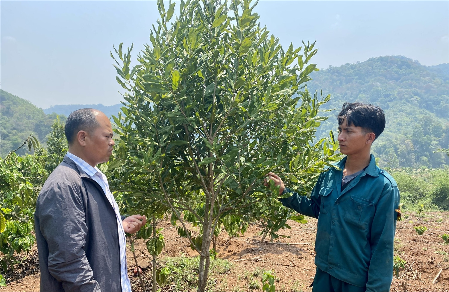 Đồng bào Ba Na ở xã Đăk Pne, huyện Kon Rẫy được hỗ trợ cây giống mắc ca từ nguồn vốn Chương trình MTQG 1719