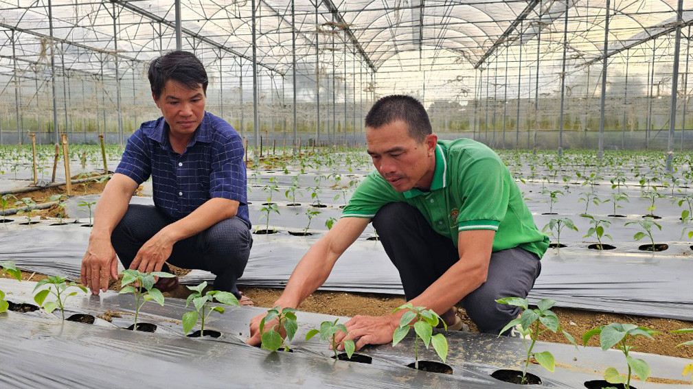 Anh Chu Văn Lâm - người tiên phong canh tác ớt chuông theo tiêu chuẩn VietGAP