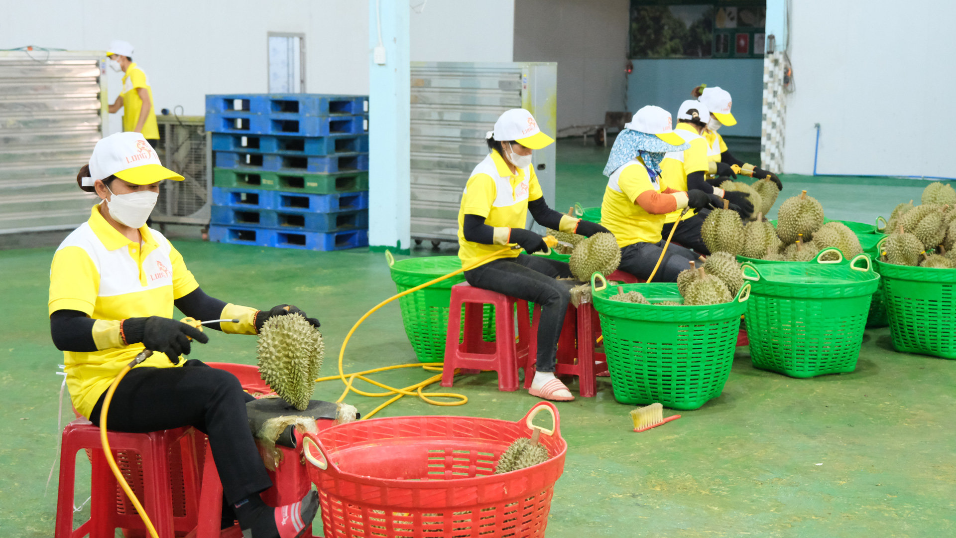 Sơ chế sầu riêng phục vụ xuất khẩu tại Công ty Long Thủy