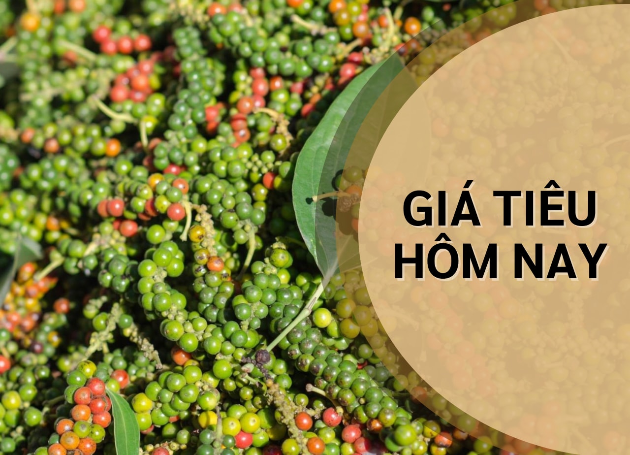 Giá tiêu hôm nay 15/7: Neo trên mốc 150.000 đồng/kg - Ảnh 1