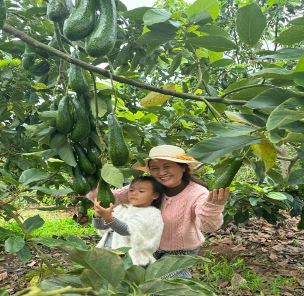 Du khách tham quan mô hình du lịch canh nôn Bơ LĐ 034 ở trang trại kiểu mẫu Avocado Farm tại huyện Đơn Dương, tỉnh Lâm Đồng