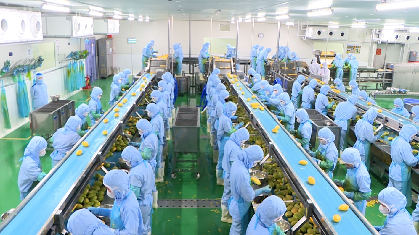 Chế biến sầu riêng cấp đông tại BLaofood