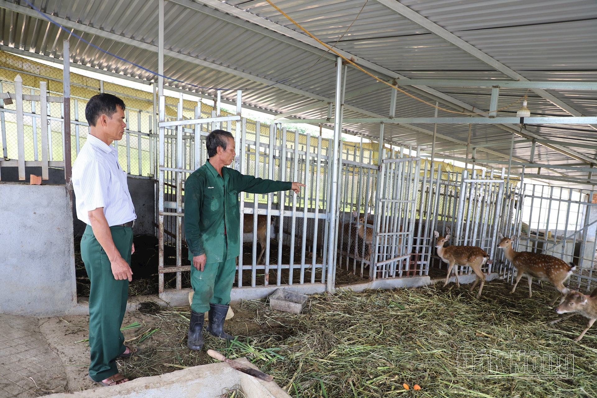 Gia đình ông Trần Văn Khá mạnh dạn vay tiền Hội cựu chiến binh mua hươu sao về nuôi lấy nhung, nhằm xây dựng mô hình kinh tế mới để các hội viên khác học tập