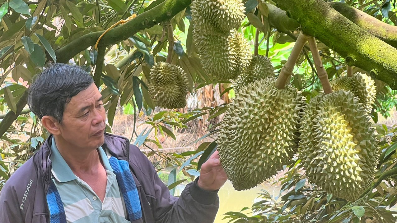 Ông Nguyễn Nghĩa Dũng và vườn sầu riêng đã được cấp mã số vùng trồng