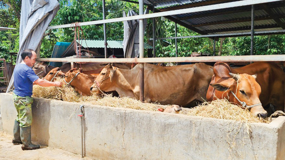 Chăn nuôi đã giúp gia đìnhcựu chiến binh Kon Sơ Ha Thươngcó cuộc sống ổn định