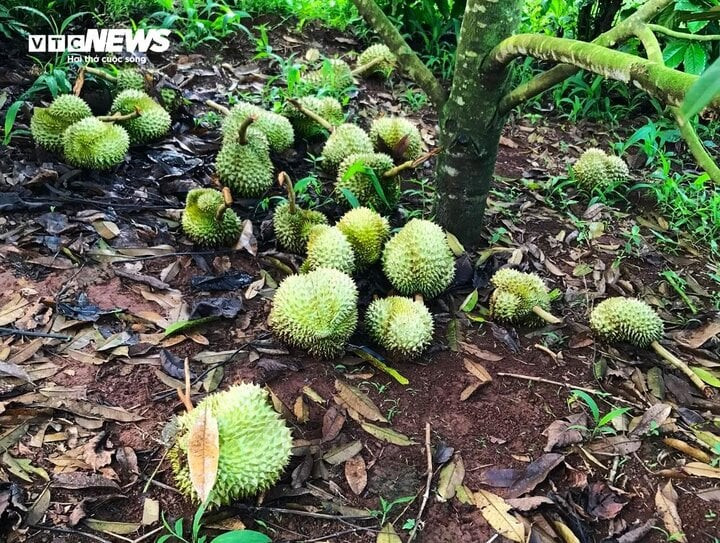 Ngay sau khi phát hiện sự việc, các hộ dân trên 2 địa bàn nói trên đã báo cho chính quyền địa phương và cơ quan công an.