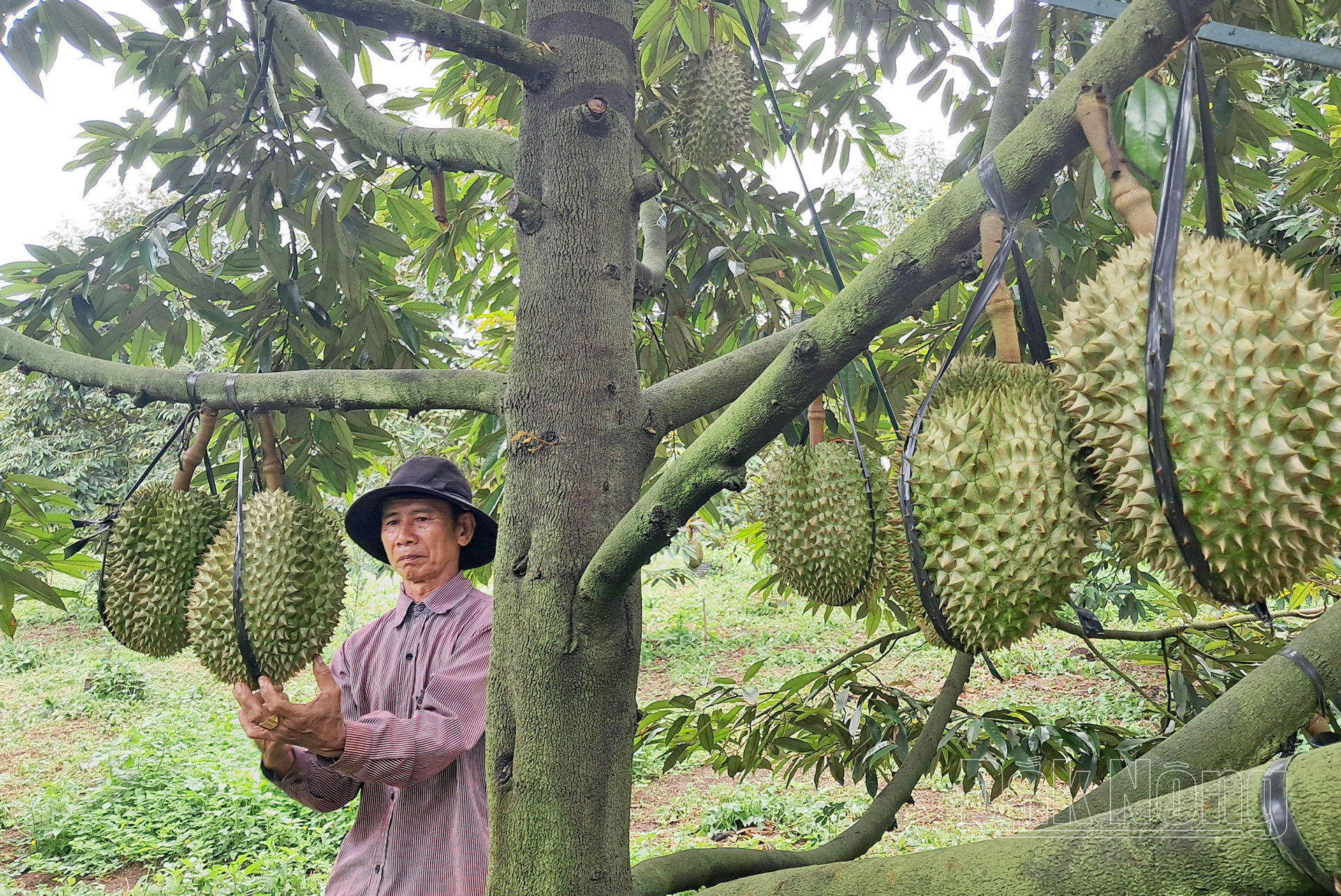 Ông Bùi Quốc Việt có khoảng 1.000 cây sầu riêng trồng thuần cho thu hoạch