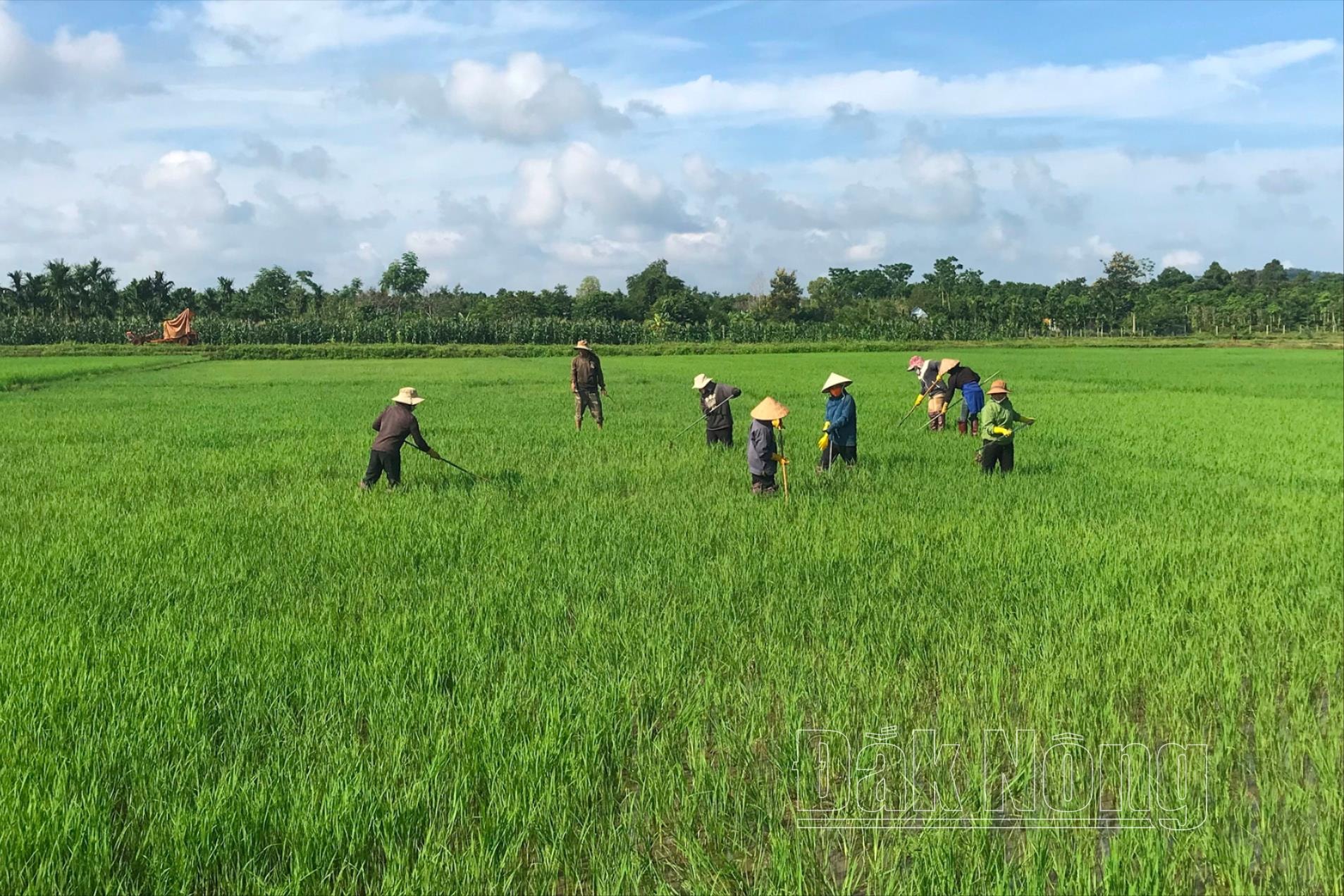 Người dân thôn Ninh Giang, xã Buôn Choáh, huyện Krông Nô chăm sóc ruộng lúa vụ hè thu