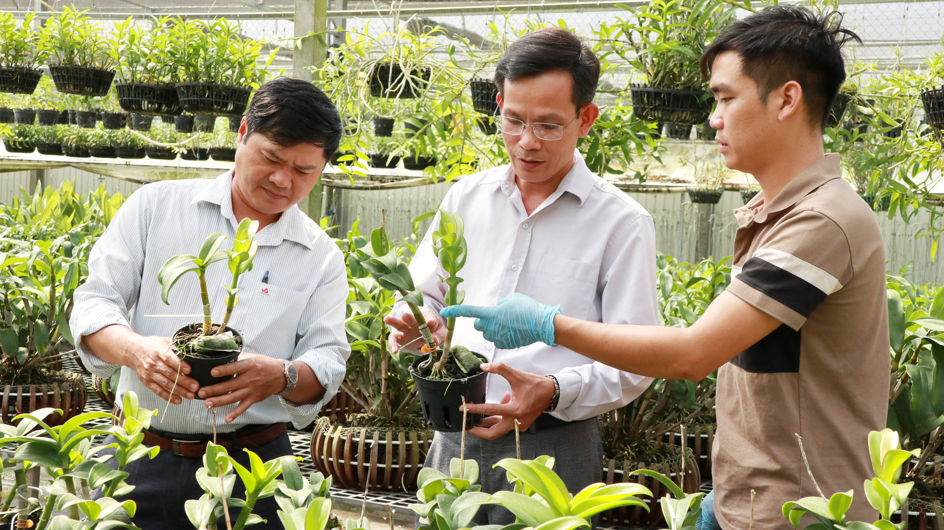 TP Bảo Lộc đang tập trung xây dựng nhãn hiệu Hoa lan Bảo Lộc