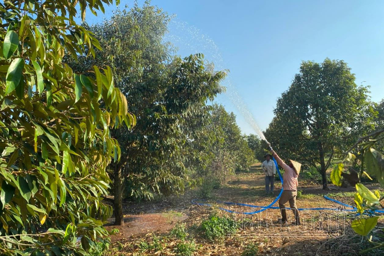 Phát triển cây ăn quả đang là lợi thế của nông dân tỉnh Đắk Nông