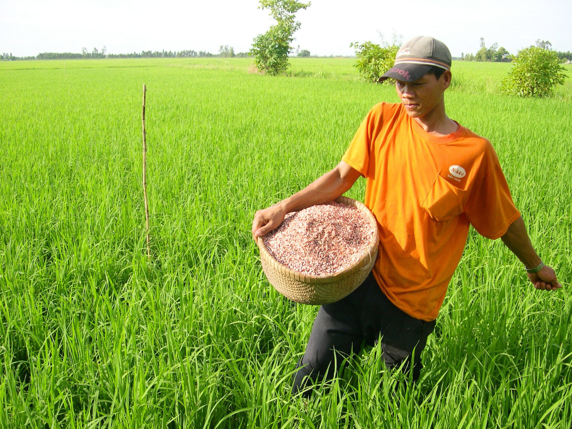 Giá phân bón giảm, bà con nông dân hồ hởi vào vụ mới