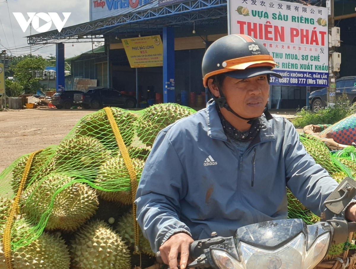 nong dan sau rieng lo lang vi mua keo dai, trai non rung nhieu, kho tieu thu hinh anh 10