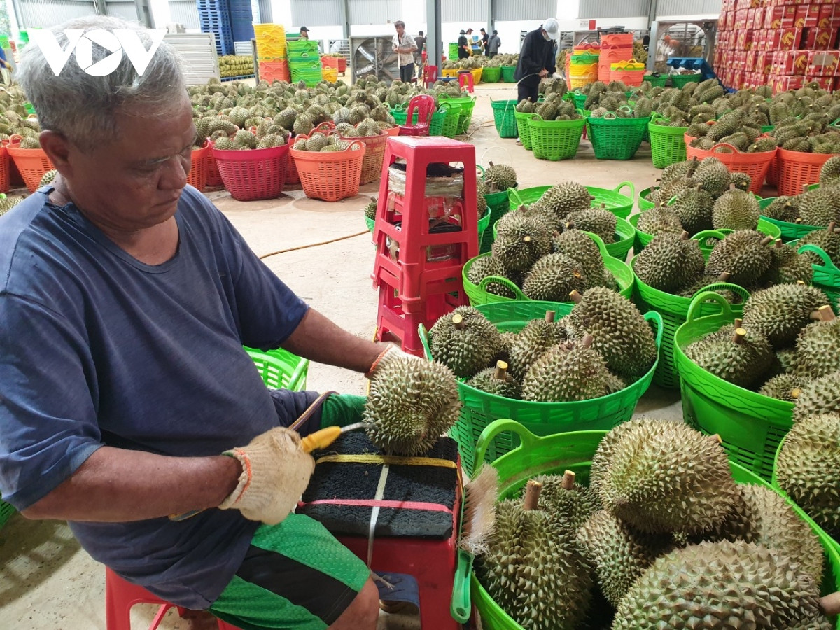 nong dan sau rieng lo lang vi mua keo dai, trai non rung nhieu, kho tieu thu hinh anh 11