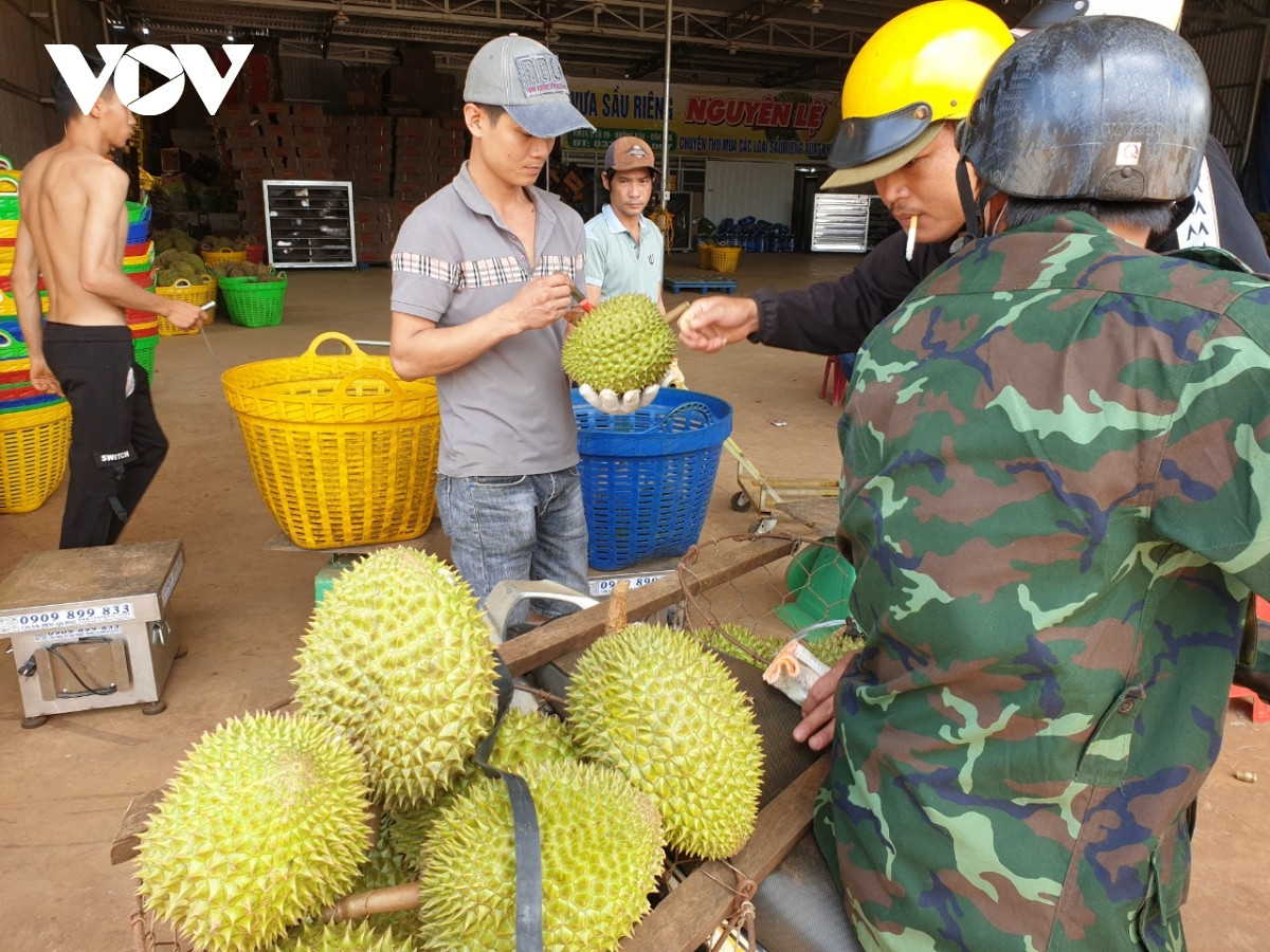 nong dan sau rieng lo lang vi mua keo dai, trai non rung nhieu, kho tieu thu hinh anh 2