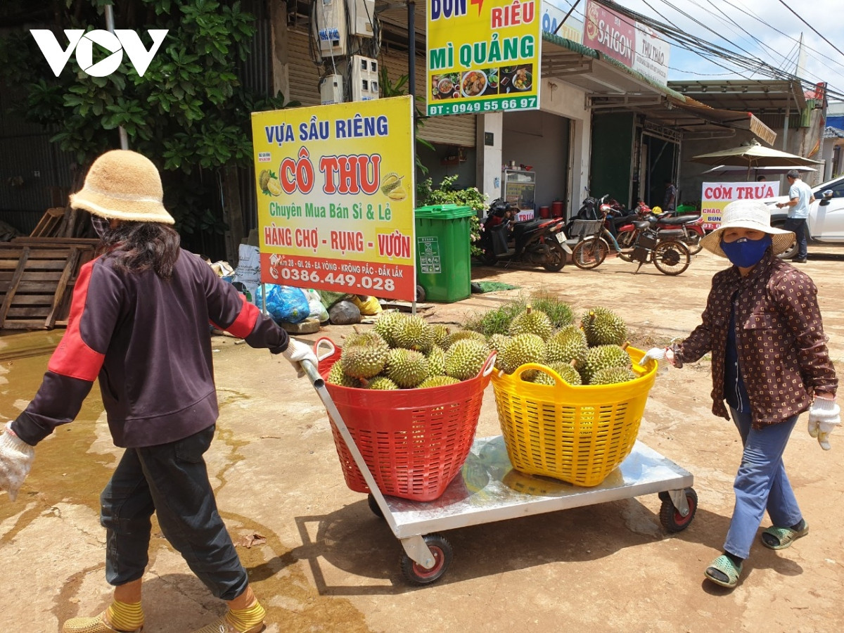 nong dan sau rieng lo lang vi mua keo dai, trai non rung nhieu, kho tieu thu hinh anh 4