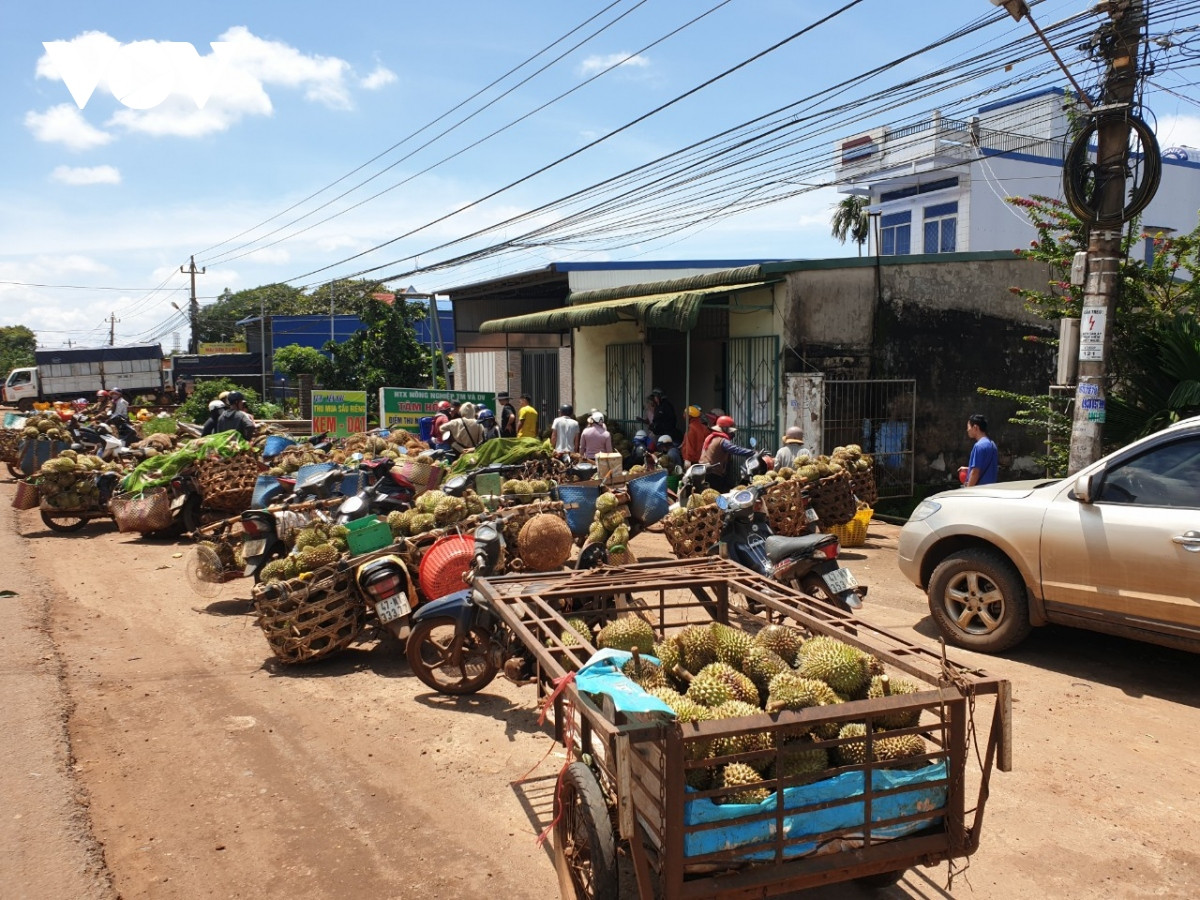 nong dan sau rieng lo lang vi mua keo dai, trai non rung nhieu, kho tieu thu hinh anh 6