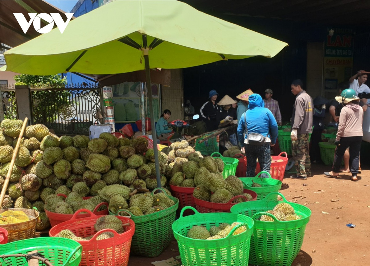 nong dan sau rieng lo lang vi mua keo dai, trai non rung nhieu, kho tieu thu hinh anh 7