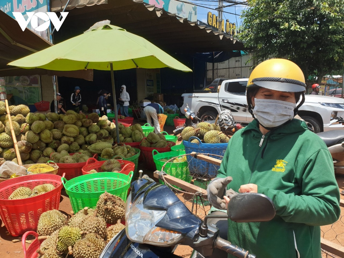 nong dan sau rieng lo lang vi mua keo dai, trai non rung nhieu, kho tieu thu hinh anh 8