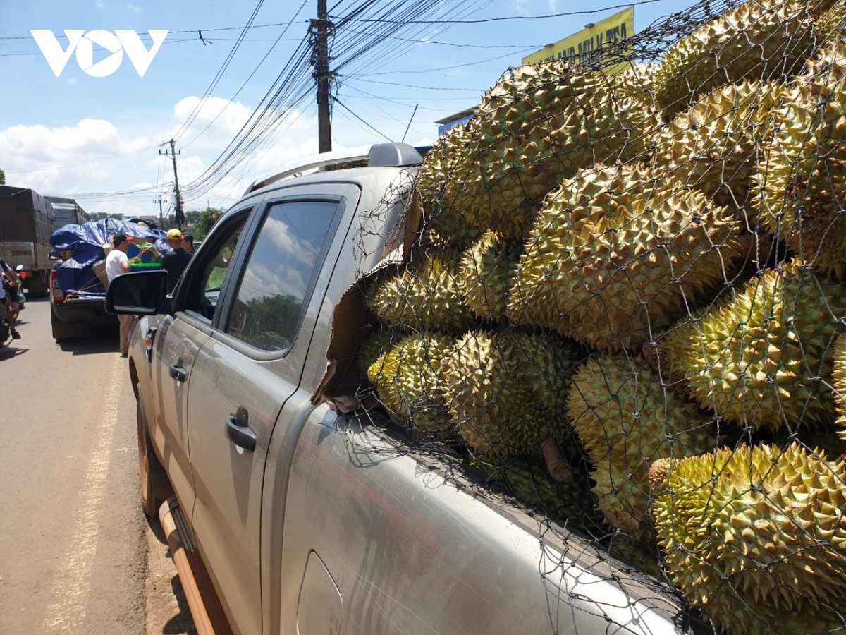 nong dan sau rieng lo lang vi mua keo dai, trai non rung nhieu, kho tieu thu hinh anh 9