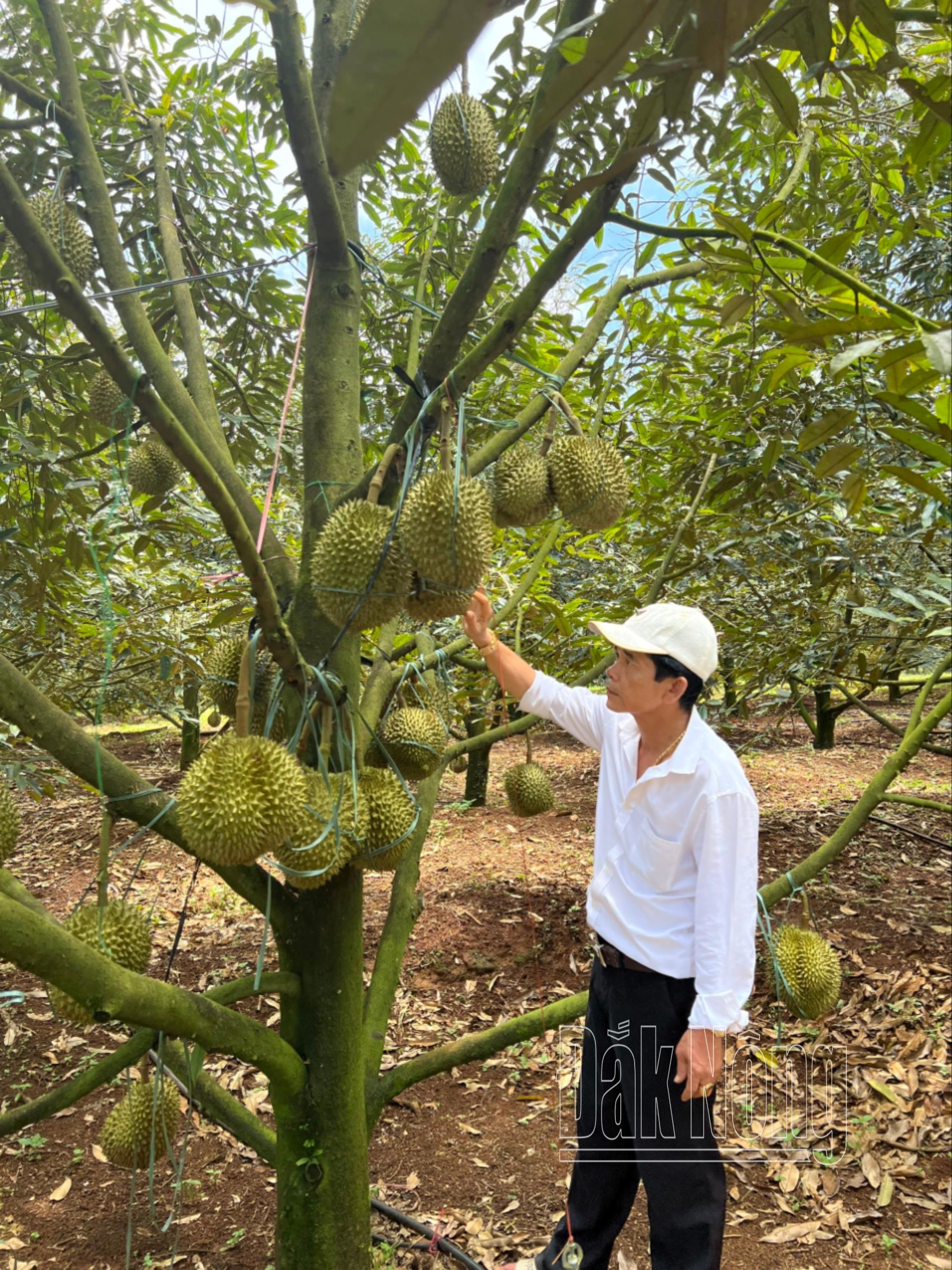 Ông Đàm Hồng Chiến ở thôn 1, xã Quảng Tân, huyện Tuy Đức (Đắk Nông) trong vườn sầu riêng của gia đình