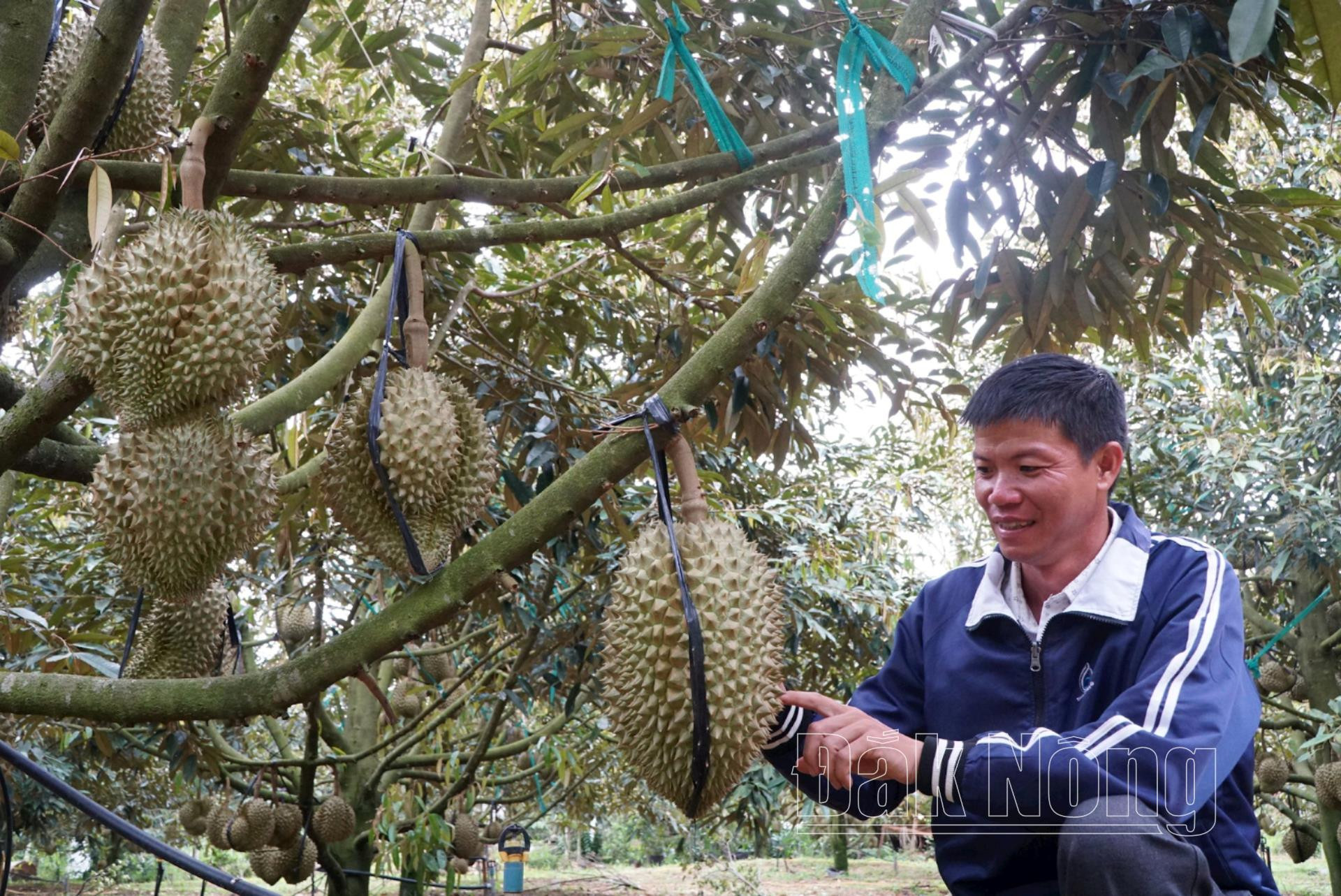 Sầu riêng là cây trồng mang lại nguồn thu nhập tiền tỷ cho người dân huyện Đắk R