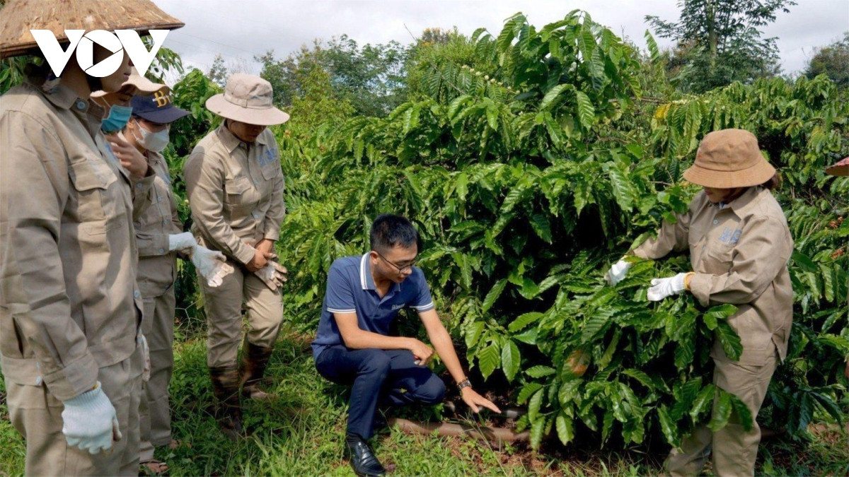 ca phe Dak lak san sang dap ung quy dinh chong pha rung cua lien minh chau Au hinh anh 1