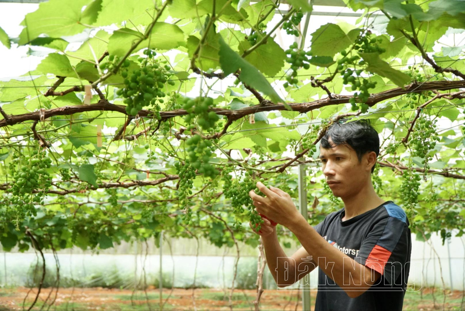 Vườn nho công nghệ cao của anh Lang Văn Thuyết, ở tổ 8, thị trấn Kiến Đức, huyện Đắk R'lấp (Đắk Nông)