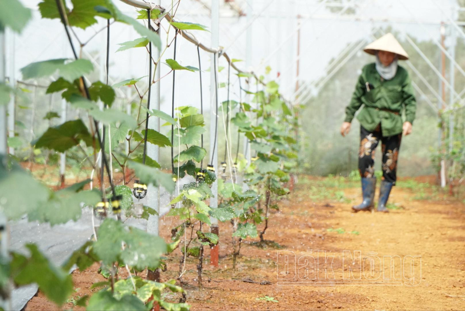 Nông nghiệp công nghệ cao sử dụng hệ thống tưới kết hợp bón phân cho cây trồng để tăng hiệu quả và hạn chế nhân công