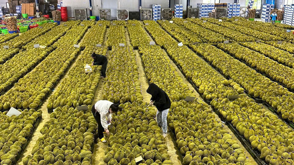 Ngành Nông nghiệp Lâm Đồng tổ chức giám sát định kỳ 1 - 2 lần/năm đối với 114 vùng trồng sầu riêng đã được Tổng cục Hải quan Trung Quốc cấp mã số