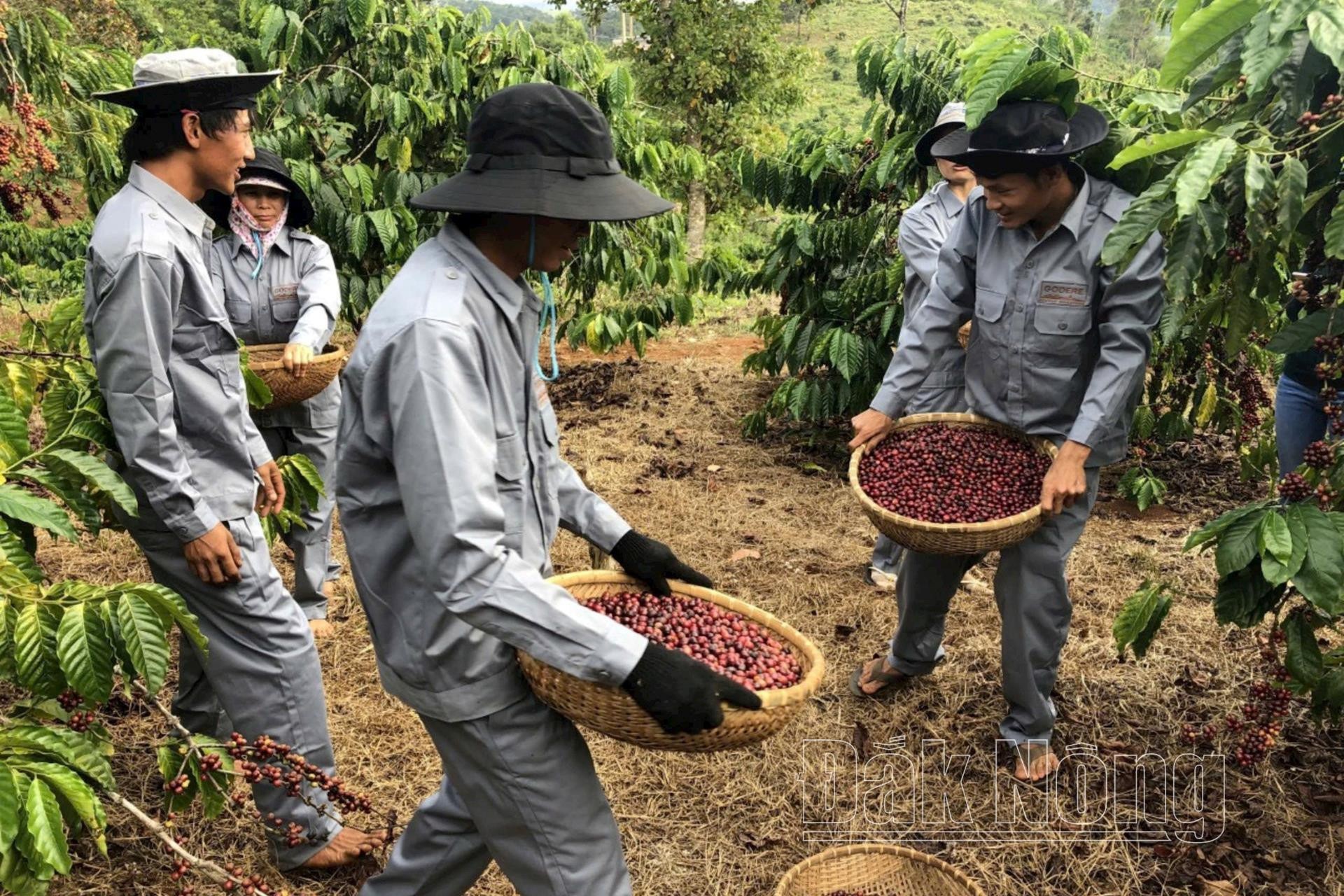 Cà phê được thu hái hoàn toàn 100% trái chín, bảo đảm về chất lượng