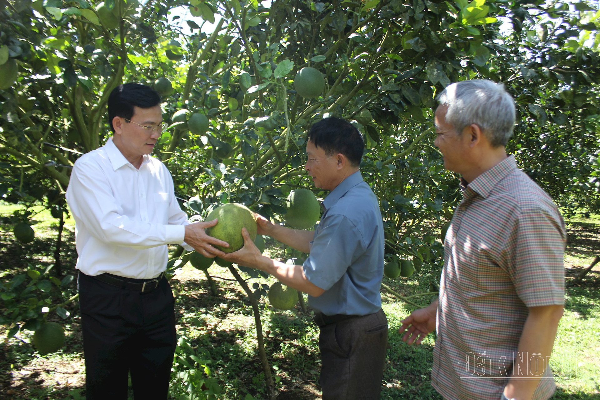 Sản phẩm bưởi da xanh OCOP 3 sao của HTX Sangs Farm, huyện Đắk Glong