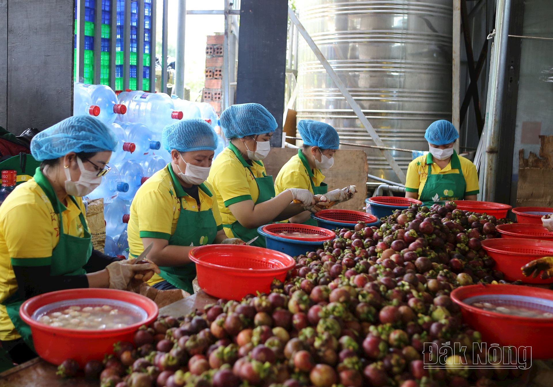 Măng cụt Thịnh Phát